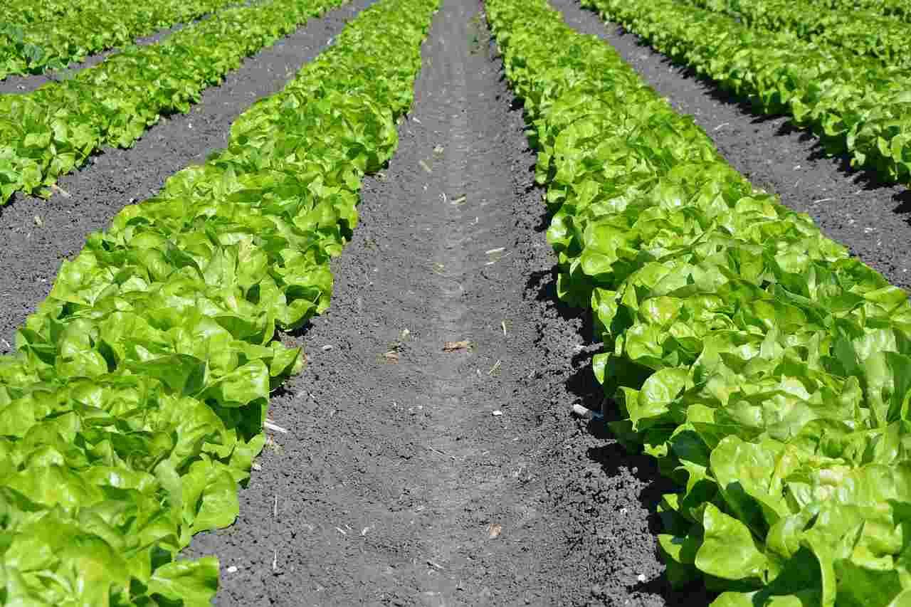 害虫対策を行いながら健康に育った小松菜の家庭菜園風景