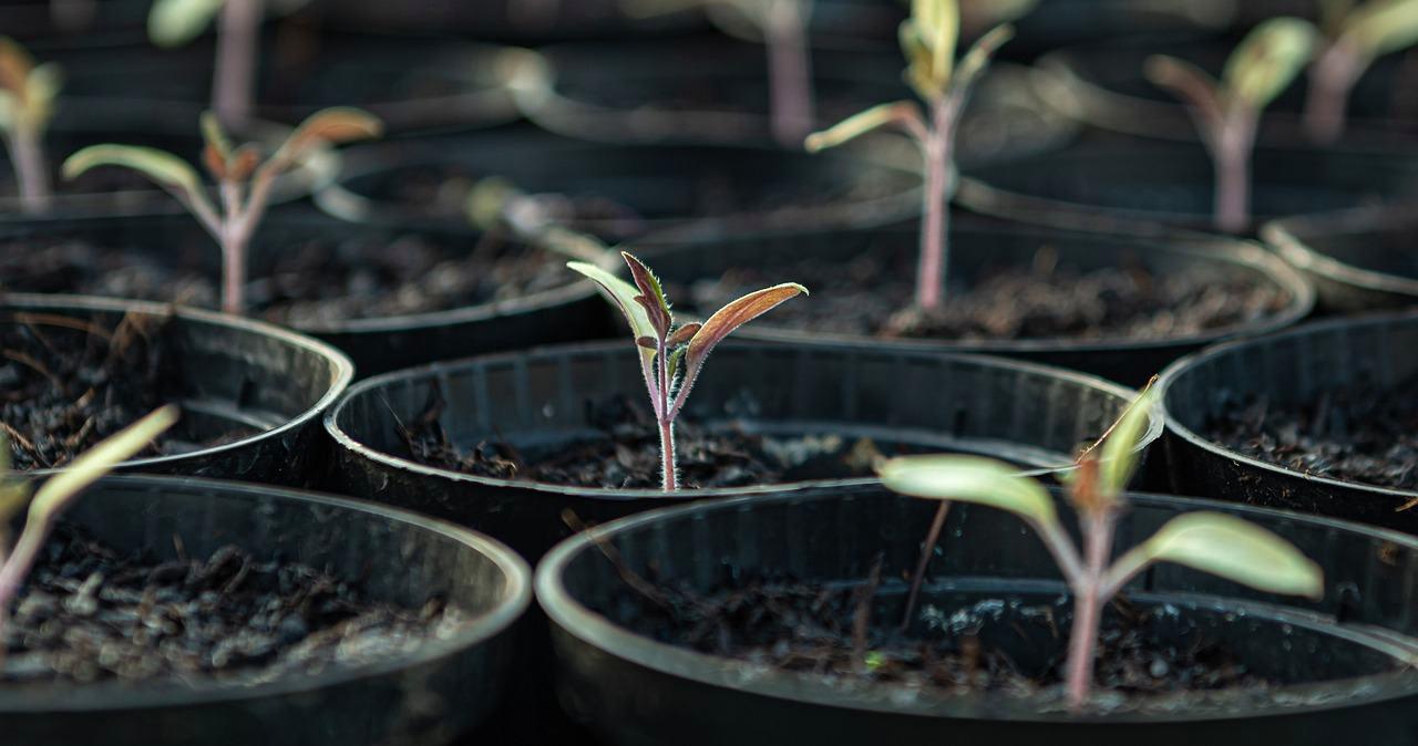 岡山のベランダでプランターに植えたルッコラの苗