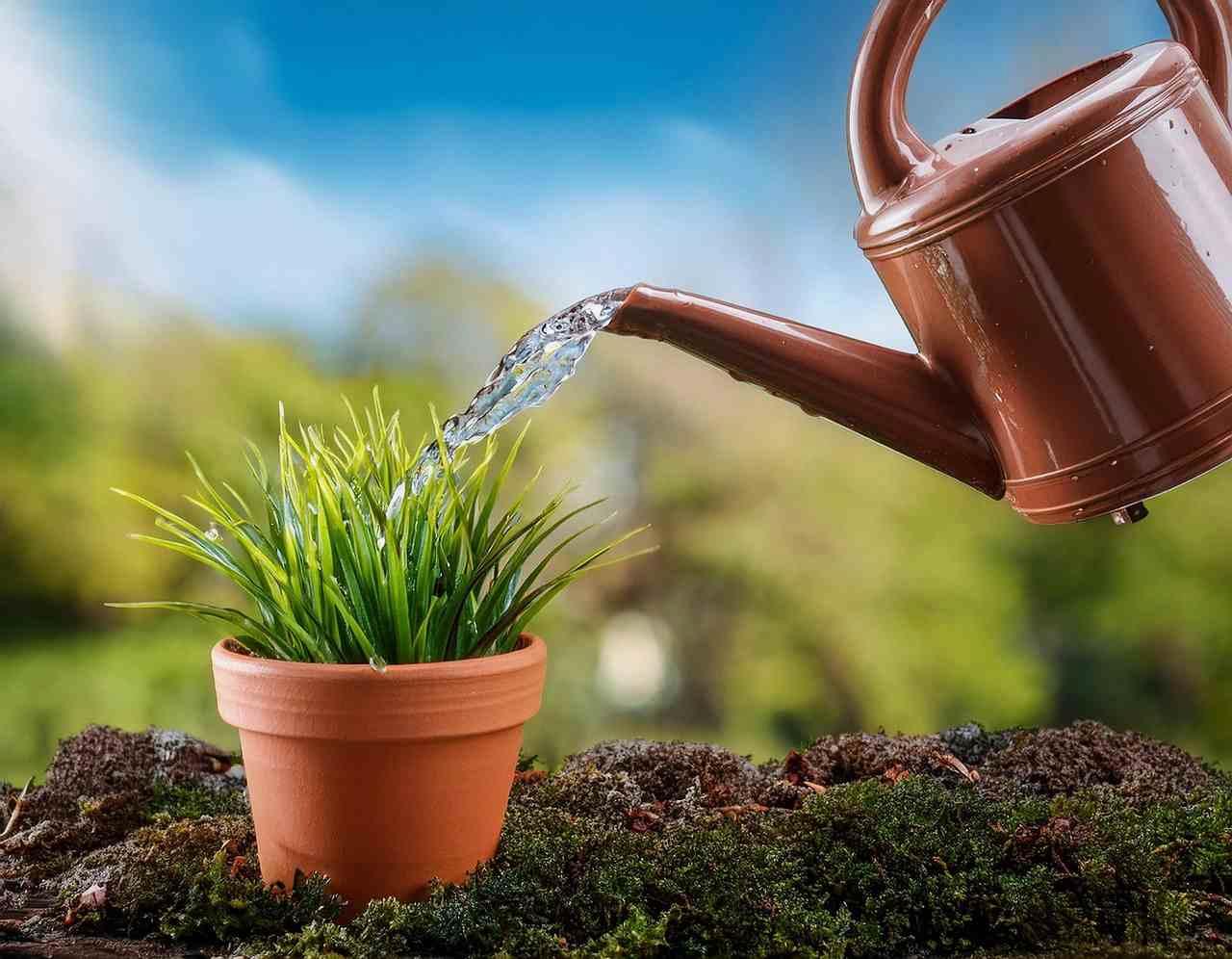 水分管理の違いで生育差が出たインゲンの鉢植え
