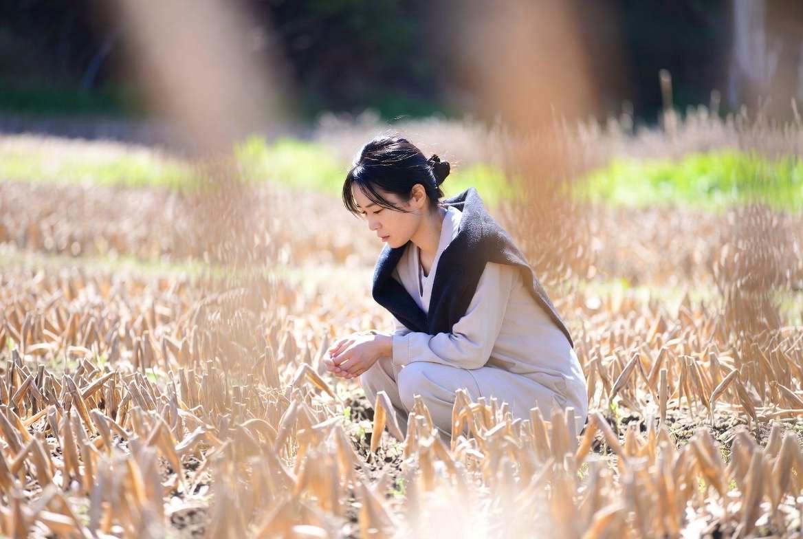 健康なイチゴの葉と害虫対策を行う栽培風景