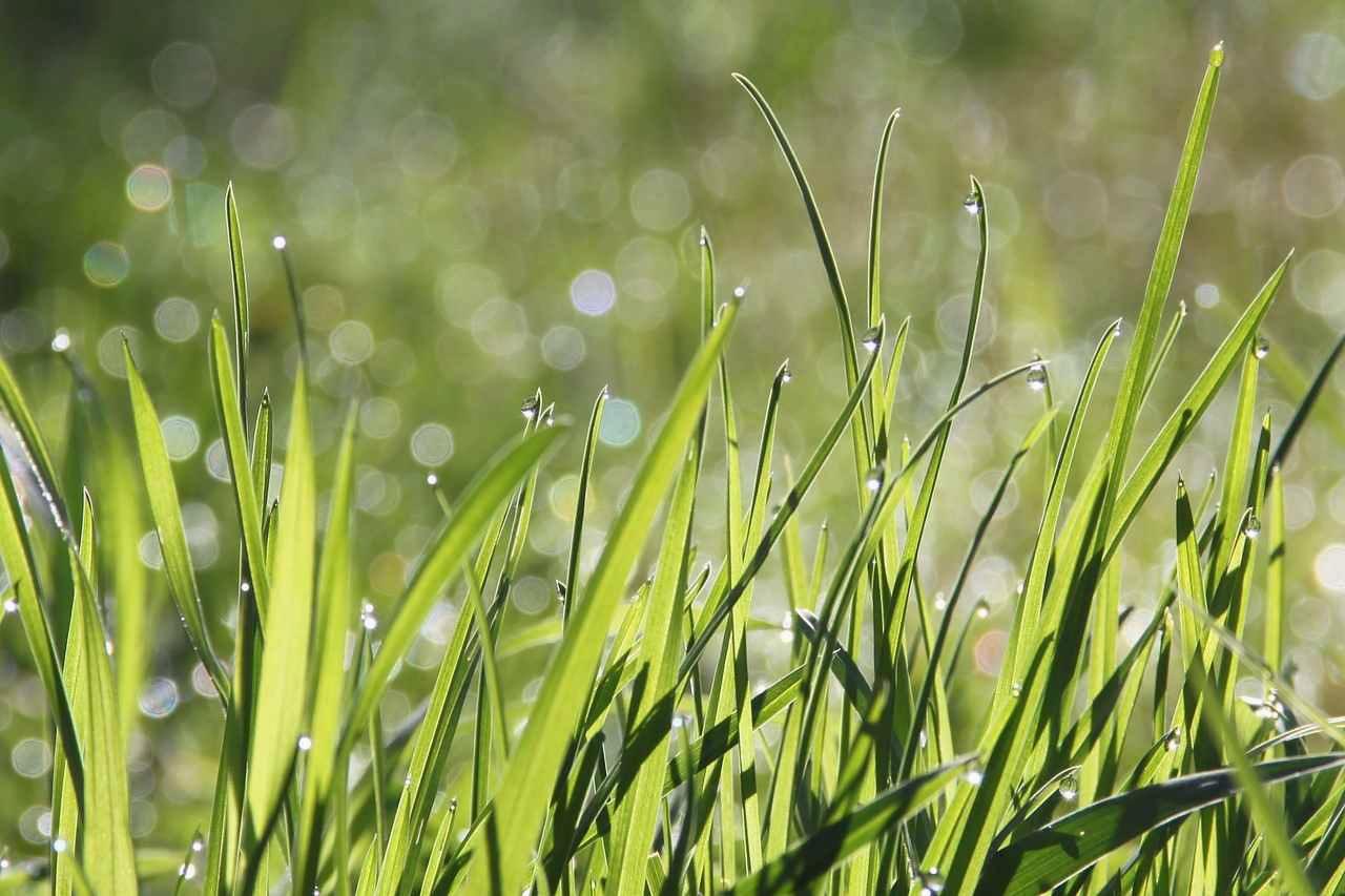北海道の庭先でフェンスに絡まりながら広がるヤブガラシの密集したツルと葉