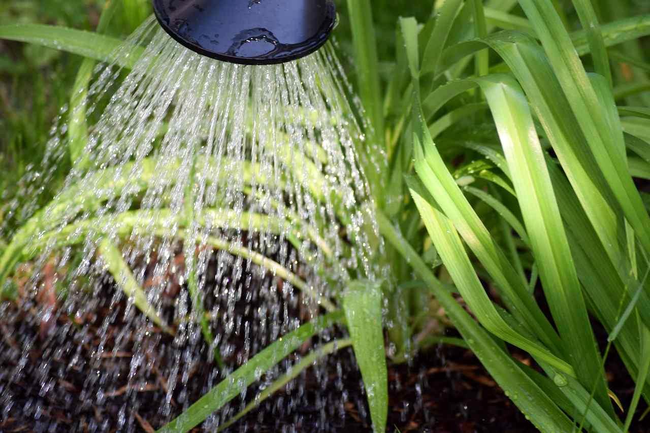 ネットをかけたままできる水菜の水やりと蒸れを防ぐ通気管理のポイント