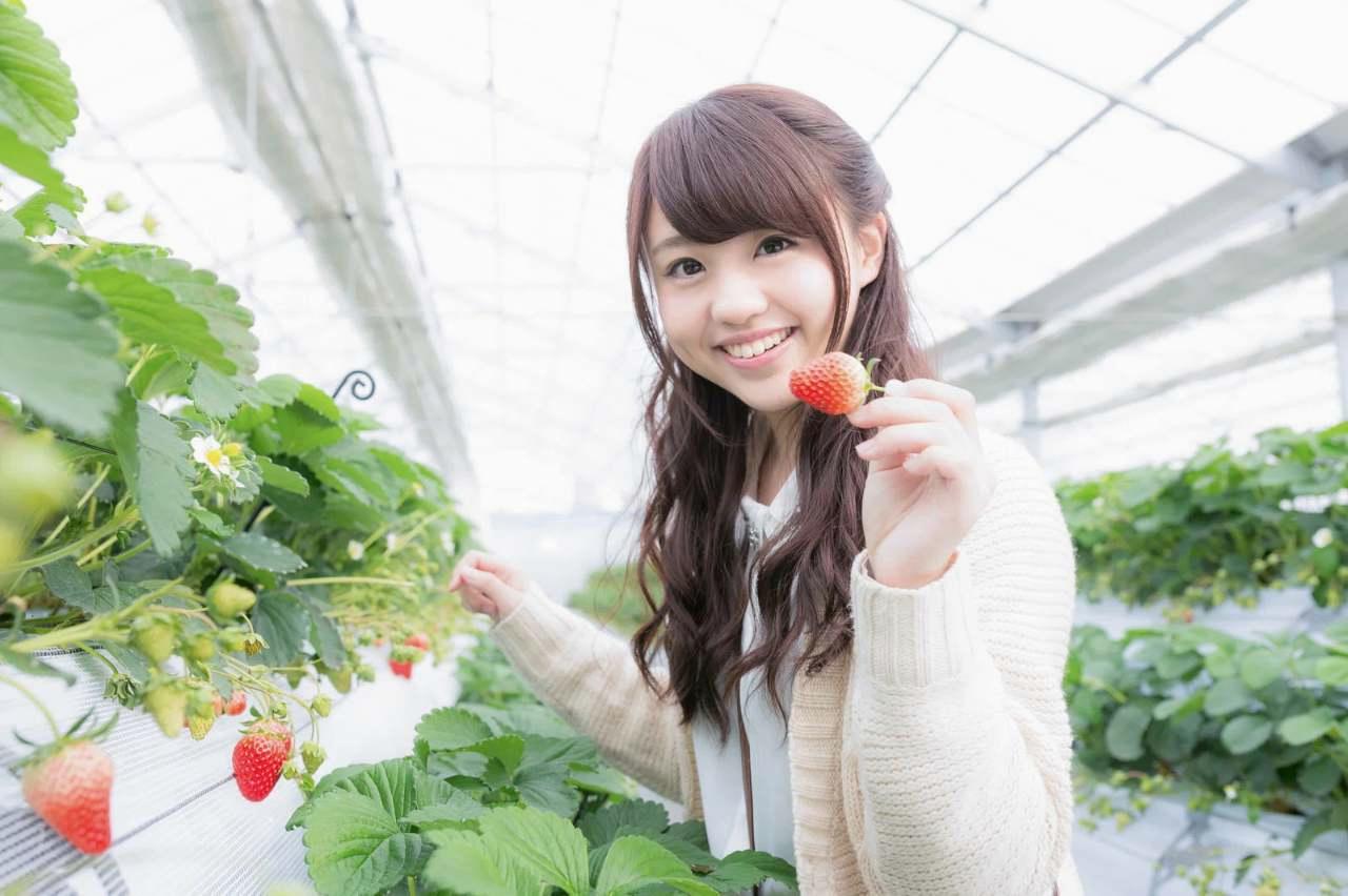 カボチャの茎を正しく切り離す収穫作業のイメージ。腐敗防止のポイント。