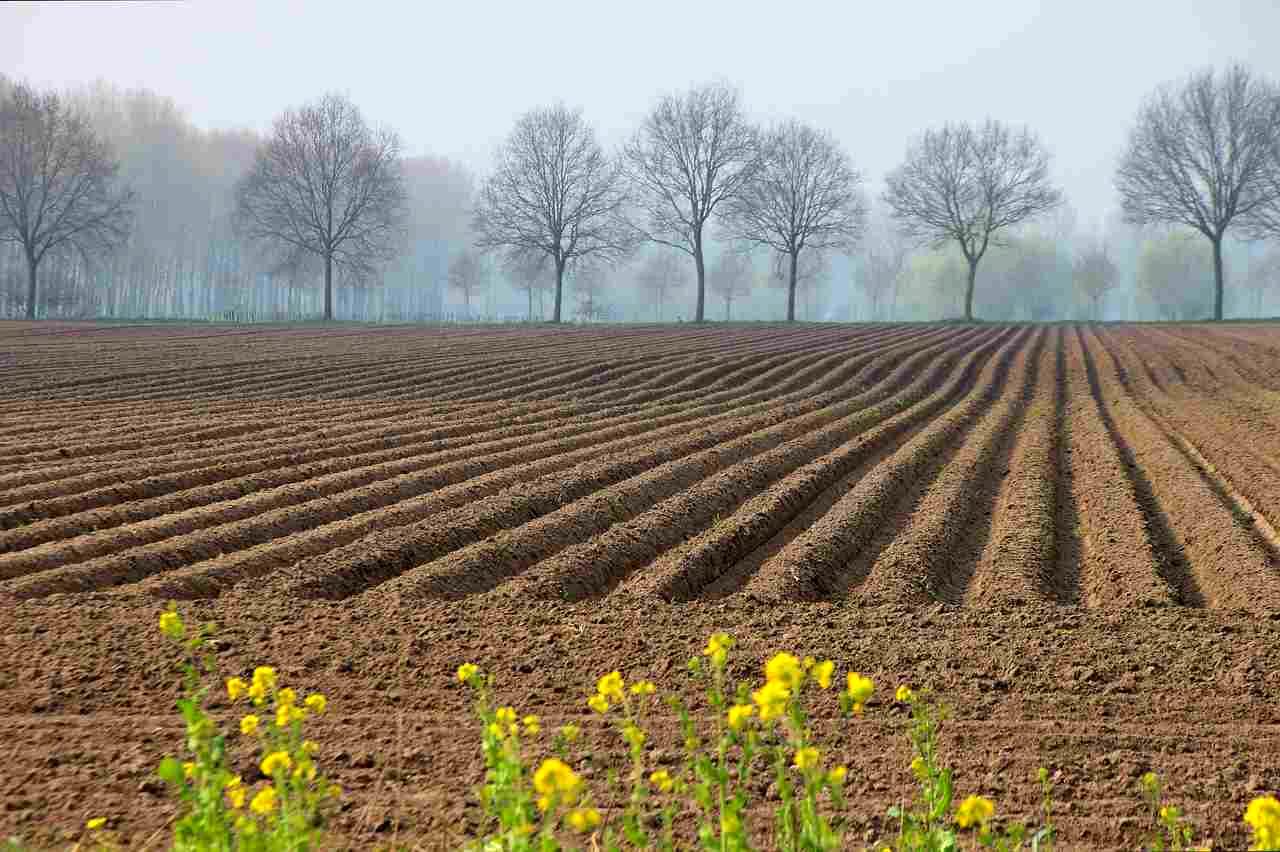 地中でスイカの根がモグラの活動で傷つけられ、水分吸収が阻害される様子を示すイメージ