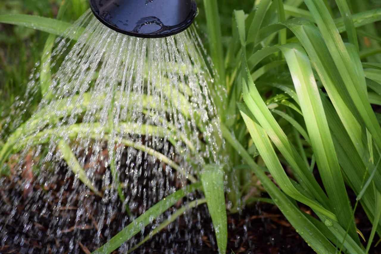 成長中のスイカに適切な水やりをする場面