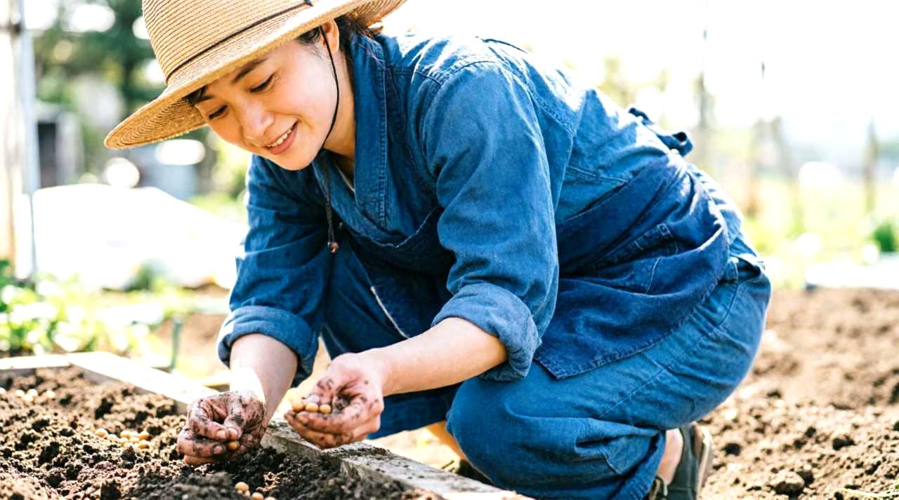 プランターと畑に植え付けられたヘチマの苗