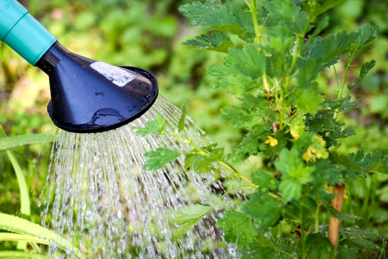ミニトマトの根元に丁寧に水やりする様子