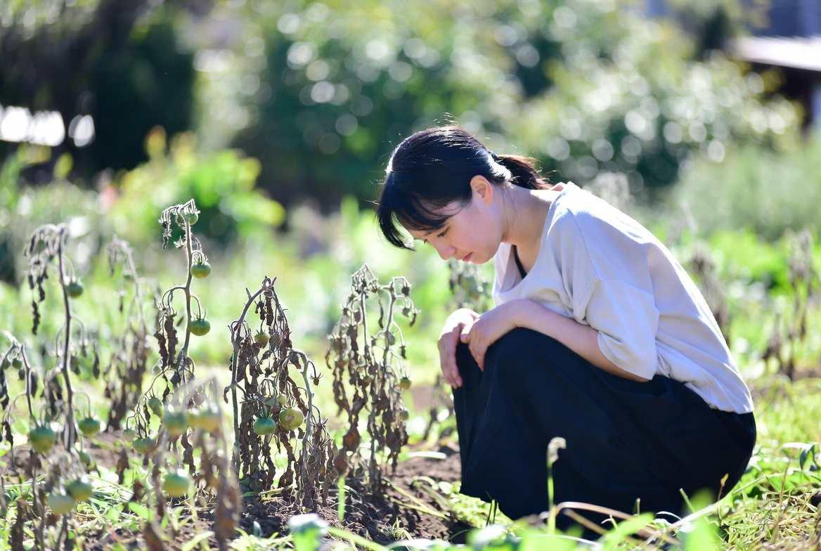 不織布で覆われた水菜を守る家庭菜園の様子