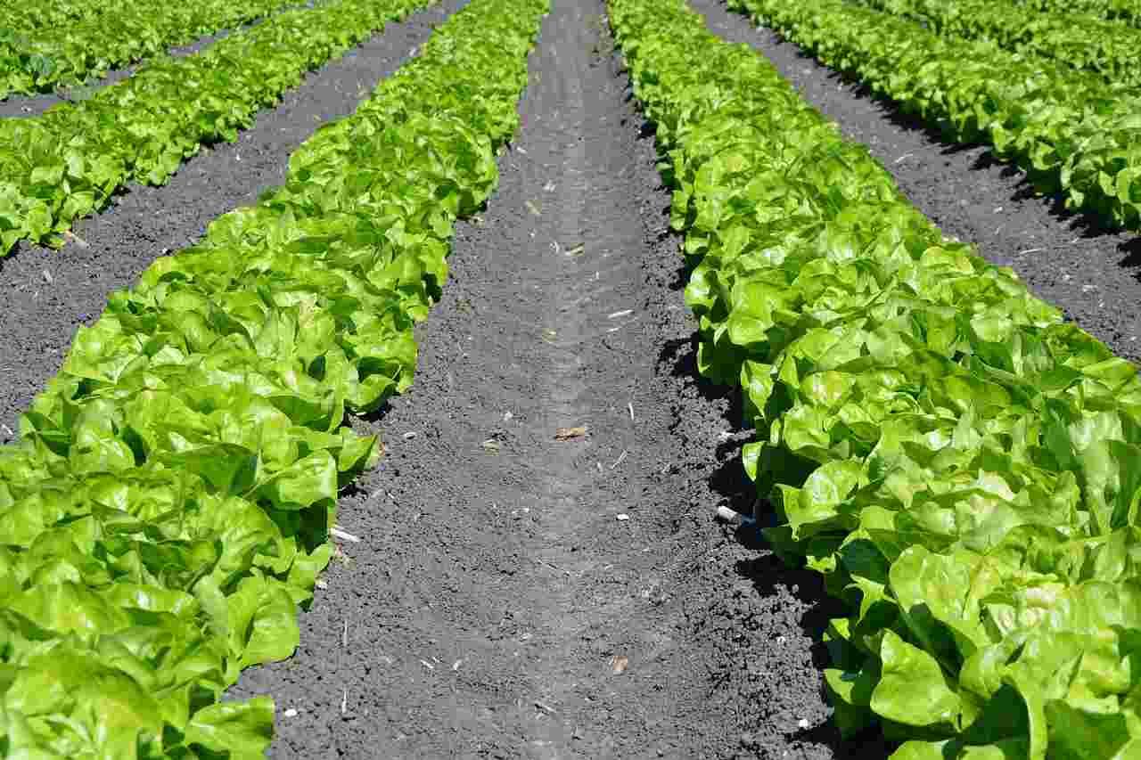 元気に実をつけたオクラの株と、その根域を断面で示したイメージイラスト
