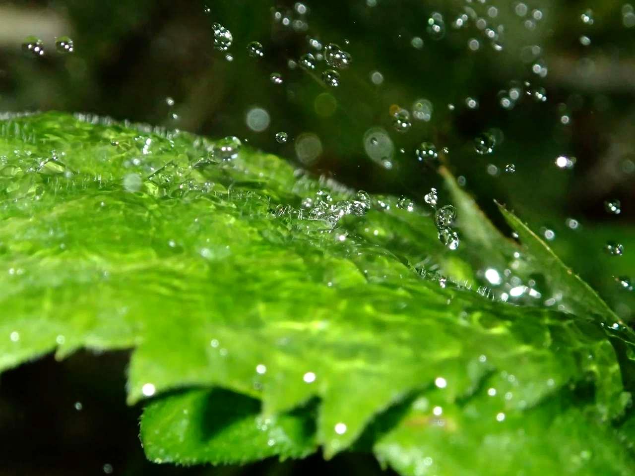 雨の前後で白菜畑を管理する作業手順のイメージ
