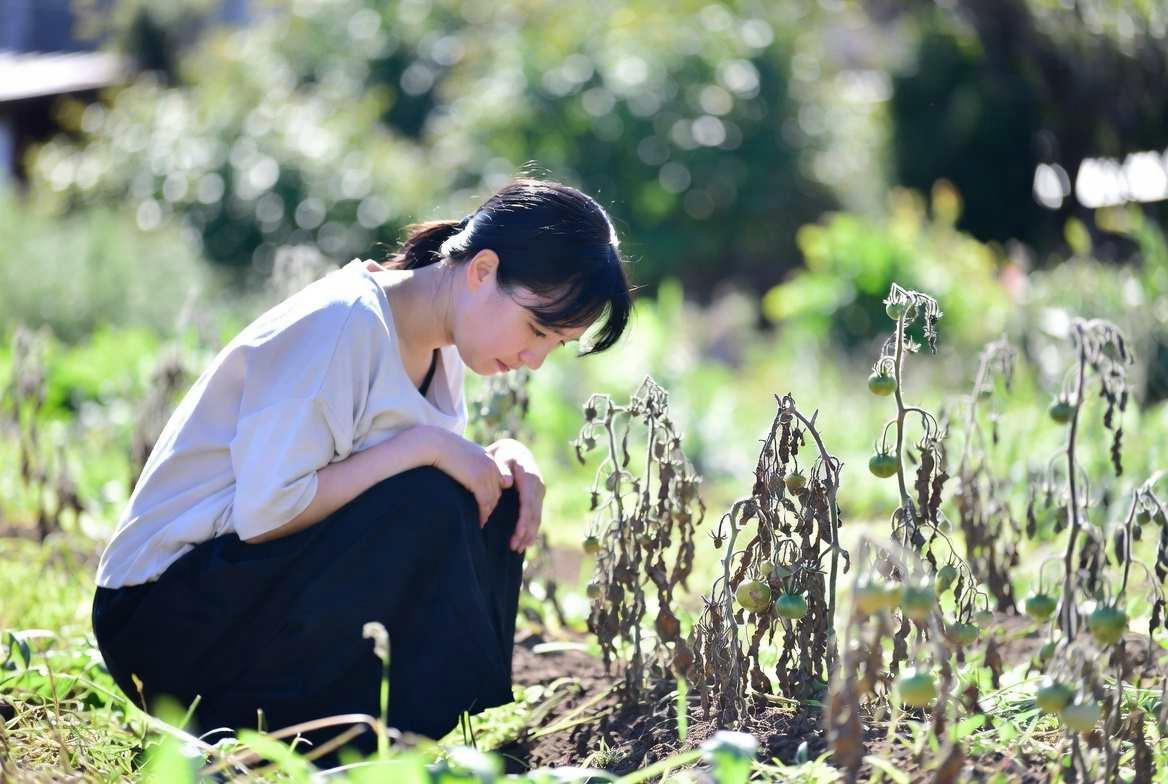 サヤエンドウの葉に付着したアブラムシと天敵のてんとう虫