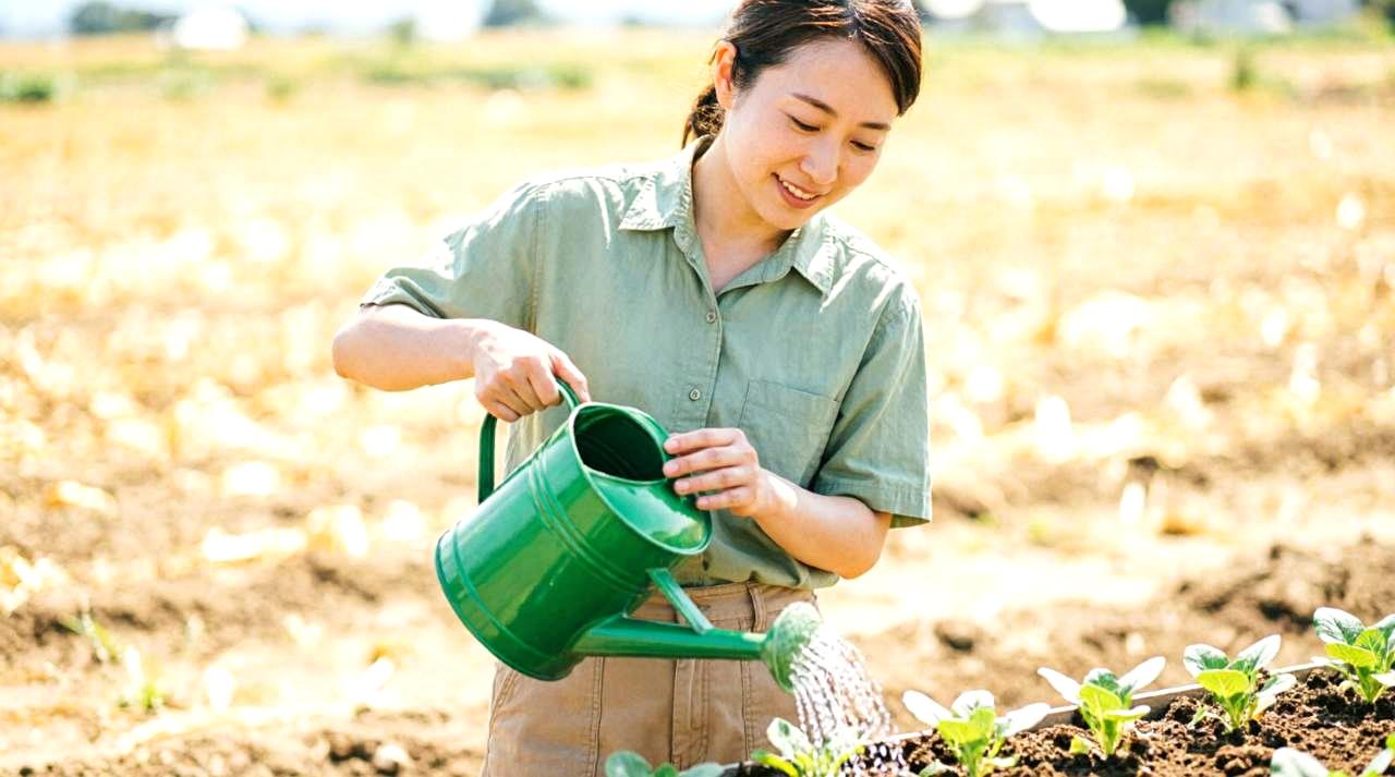 発芽直後のトウモロコシを丁寧に管理して初期生育を安定させるイメージ