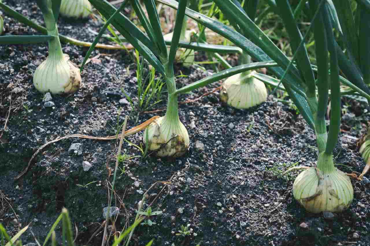 青々としたキュウリの葉と勢いよく伸びる茎。水分が行き渡り元気な生育状態の様子。
