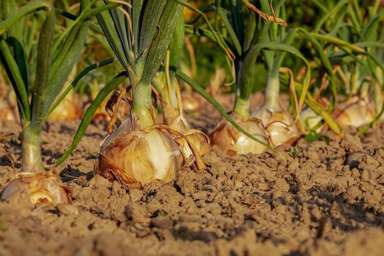 じょうろで白菜の株元に水を注ぎ、プランターの受け皿に水が溜まらないようにする様子