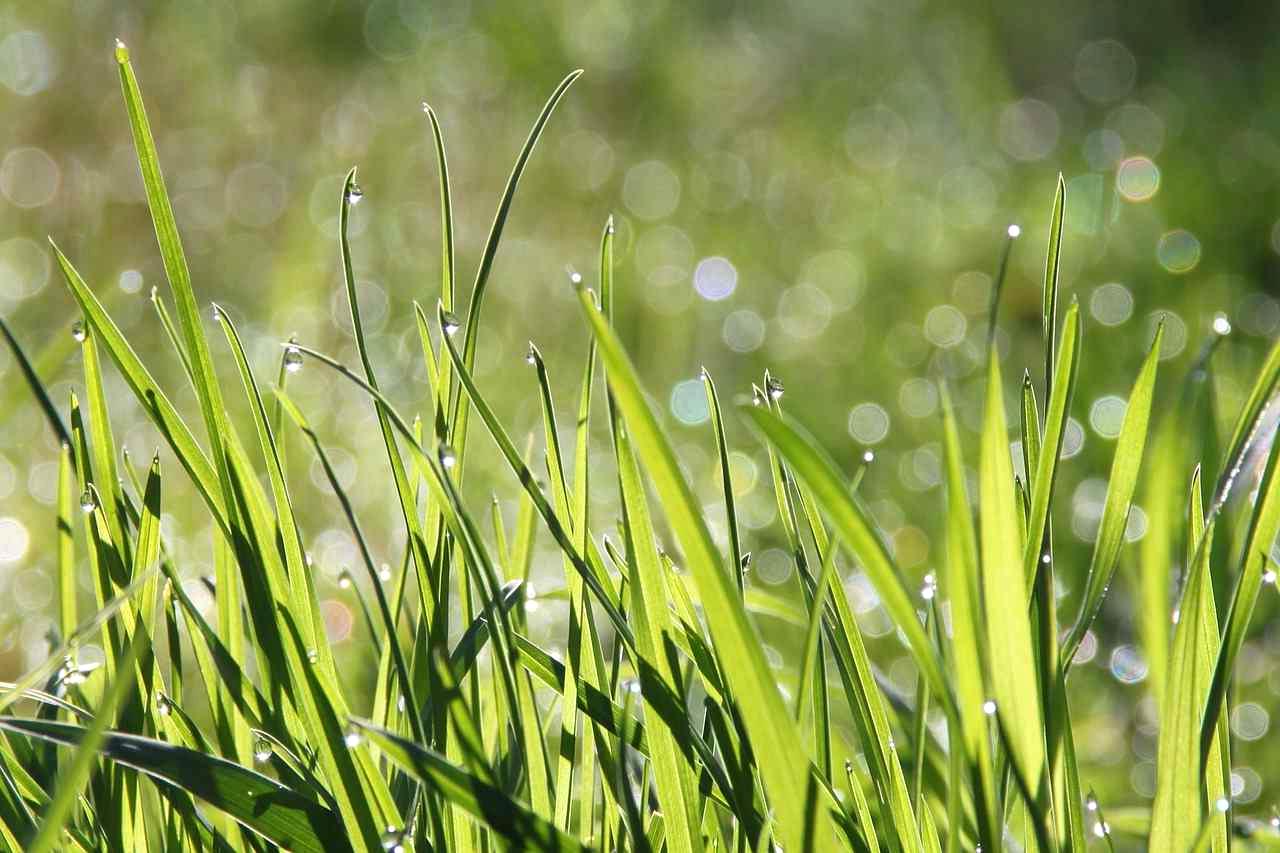 サヤエンドウ畑で雑草対策を行う家庭菜園の様子