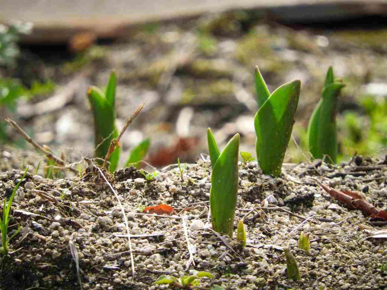 適切な草刈りで風通しが良くなり、病害虫が少ない健康な菜園