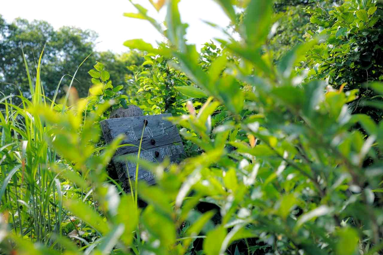 秋のアスパラガス畑で枯れた茎葉を刈り取る作業