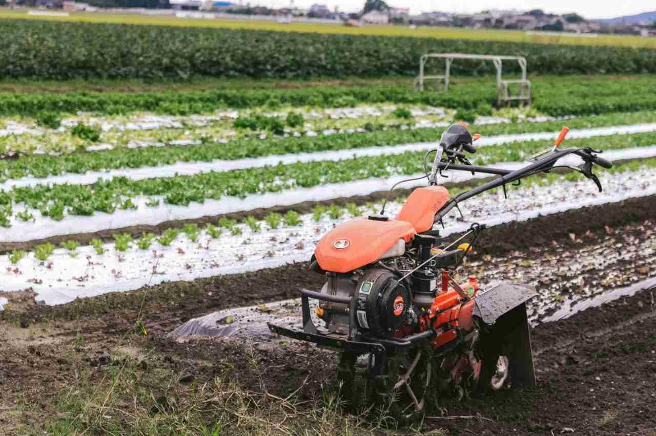 夏場の高温化による黒マルチ被覆下の地温上昇とパプリカの根障害リスク