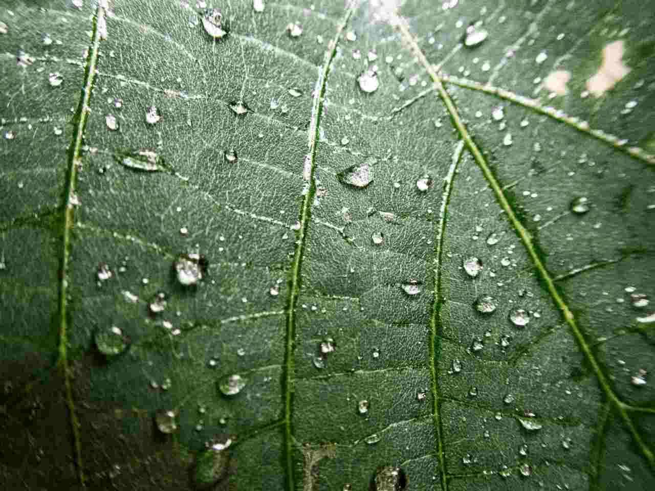 台風後の畑で倒れたダイコンを起こしながら株元を確認する男性