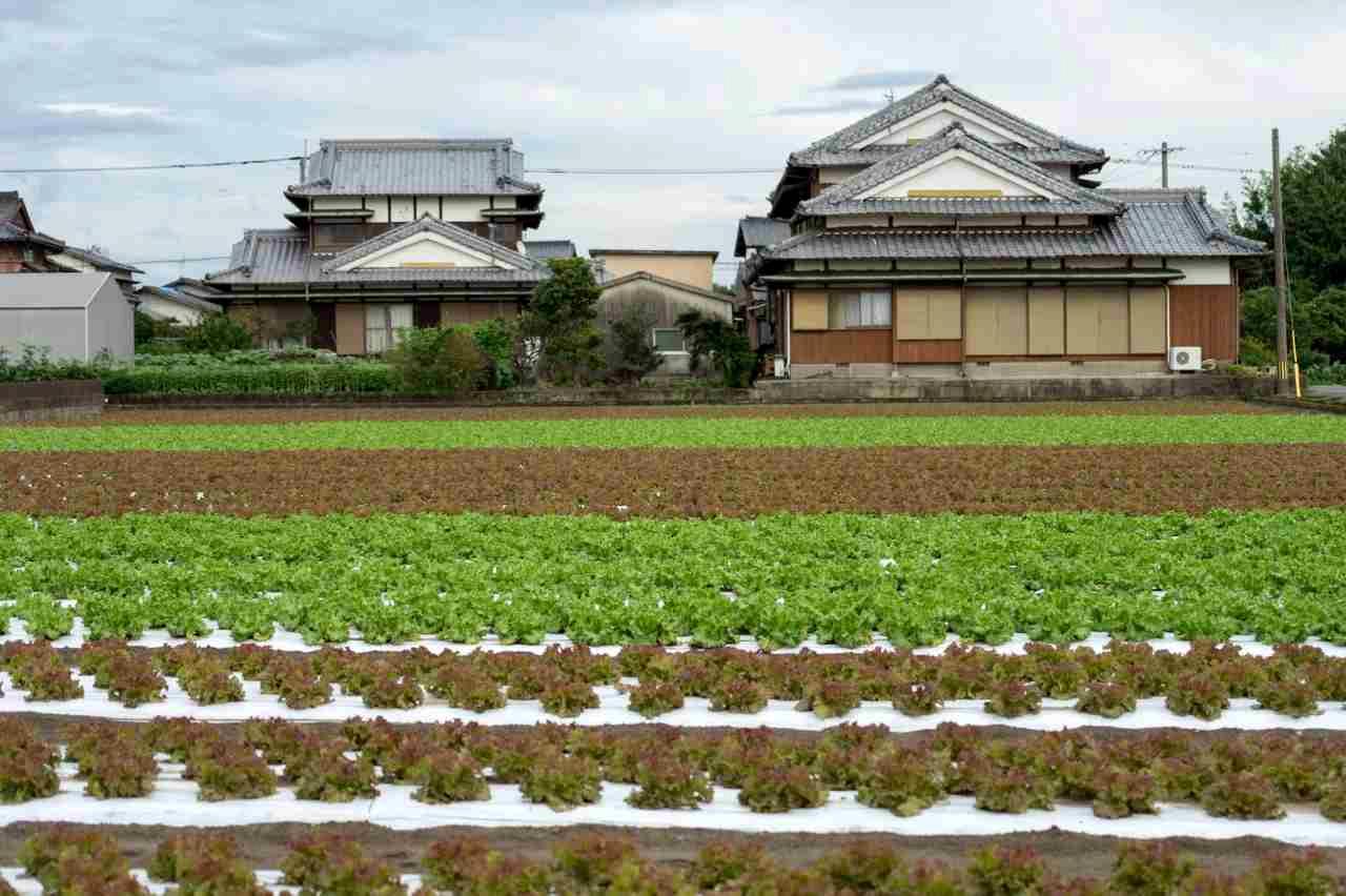 8月中旬に茂った葉を半分ほど切り落とし、マルチを剥がして堆肥を施したズッキーニ株