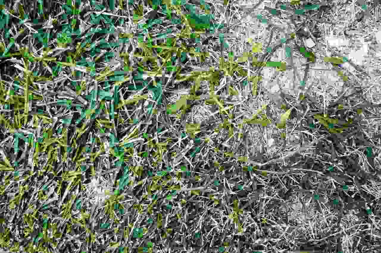 雑草として抜くドクダミと、食べるために選別する様子。雑草対策と山菜収穫の両立を表現。