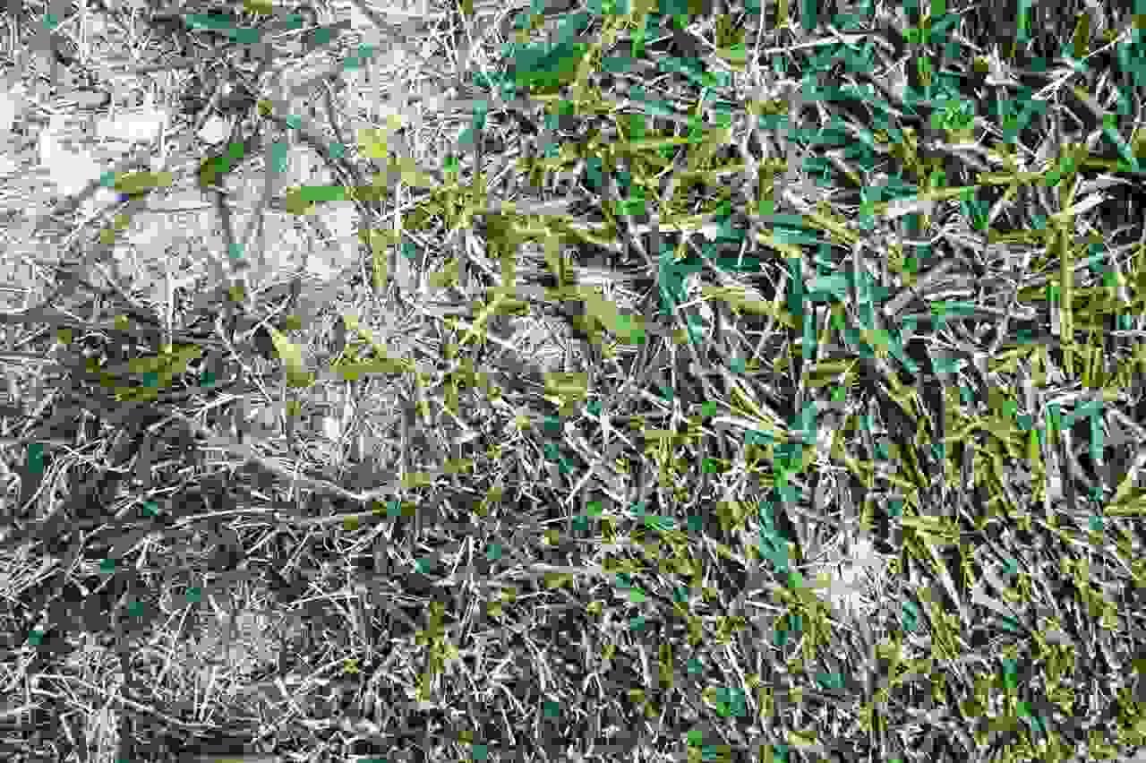 畑の雑草を取り除き追肥を行っている様子