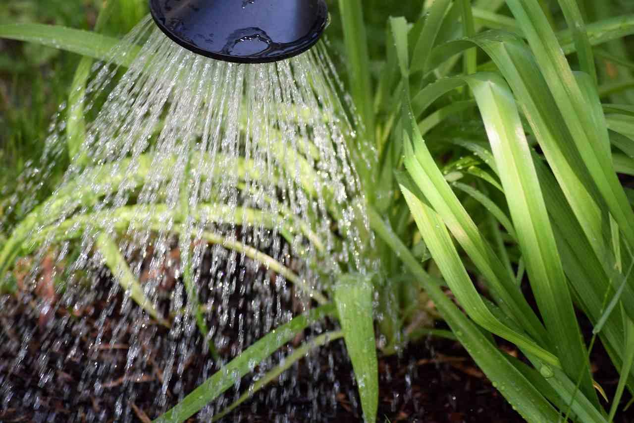 健康なイチゴ株と適切な水やり管理をイメージした家庭菜園の様子