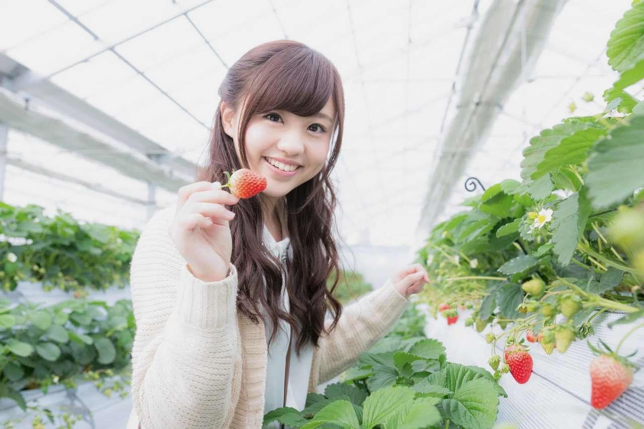 ヘチマの開花から収穫までのスケジュールを書き込んだ栽培カレンダー