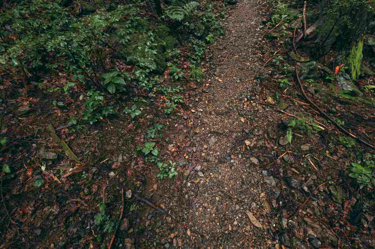 雨上がりのインゲンの葉についた泥跳ねのアップ