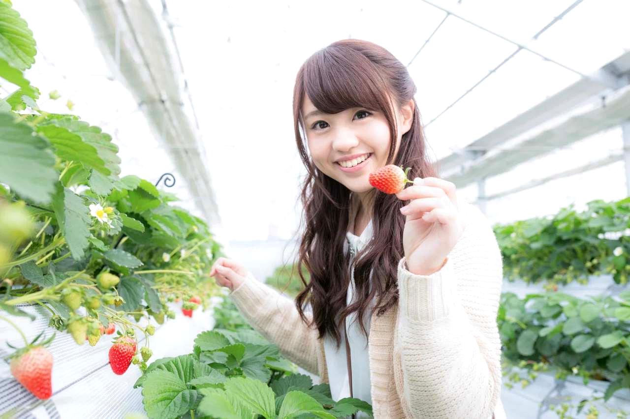 虫害を抑えて結球した白菜を収穫する達成感のある場面