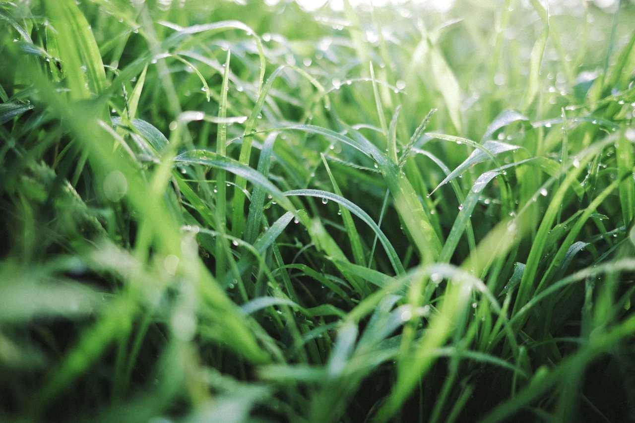 夏の菜園でツユクサを除草する適切なタイミング
