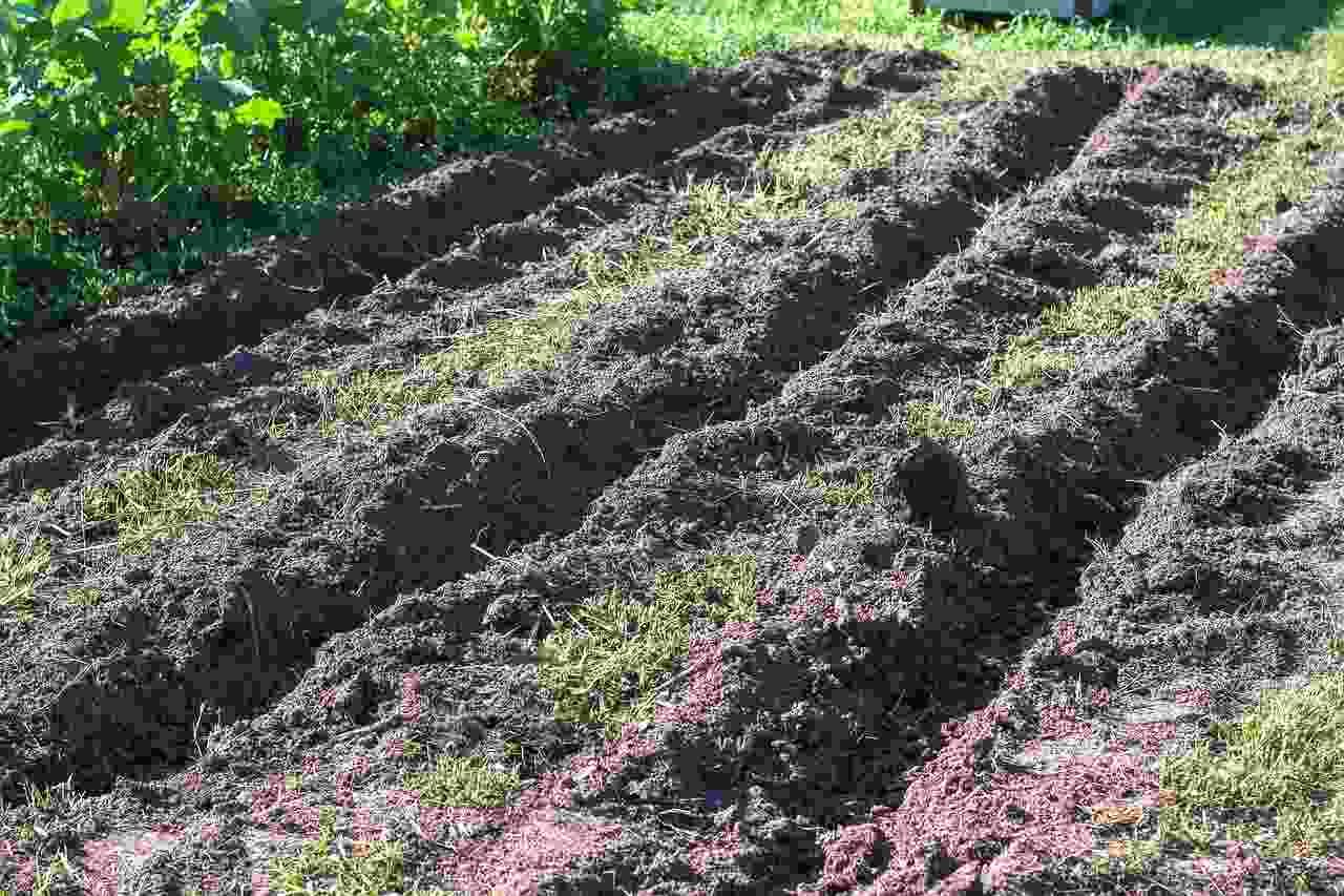 夏のゴーヤ畑で雑草と乾燥が蔓延する様子。地温管理の重要性を示す家庭菜園の問題提起