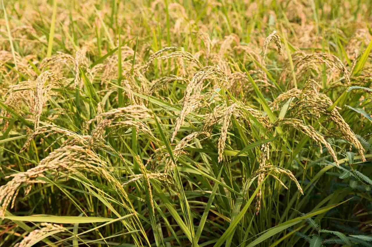 完熟したいんげん豆のさやが畑で乾燥している様子