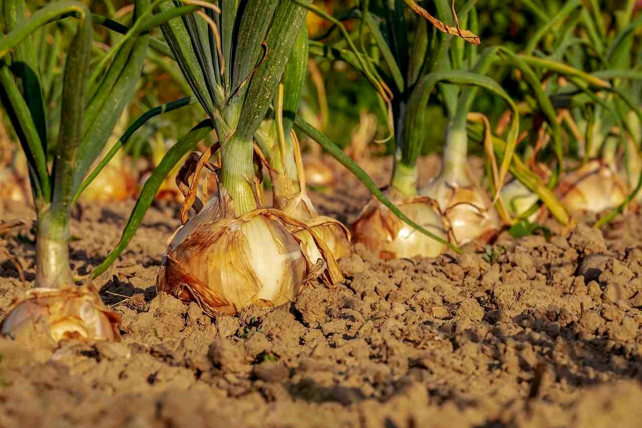 大きく育ったメロンの実と必要最小限の肥料管理のイメージ