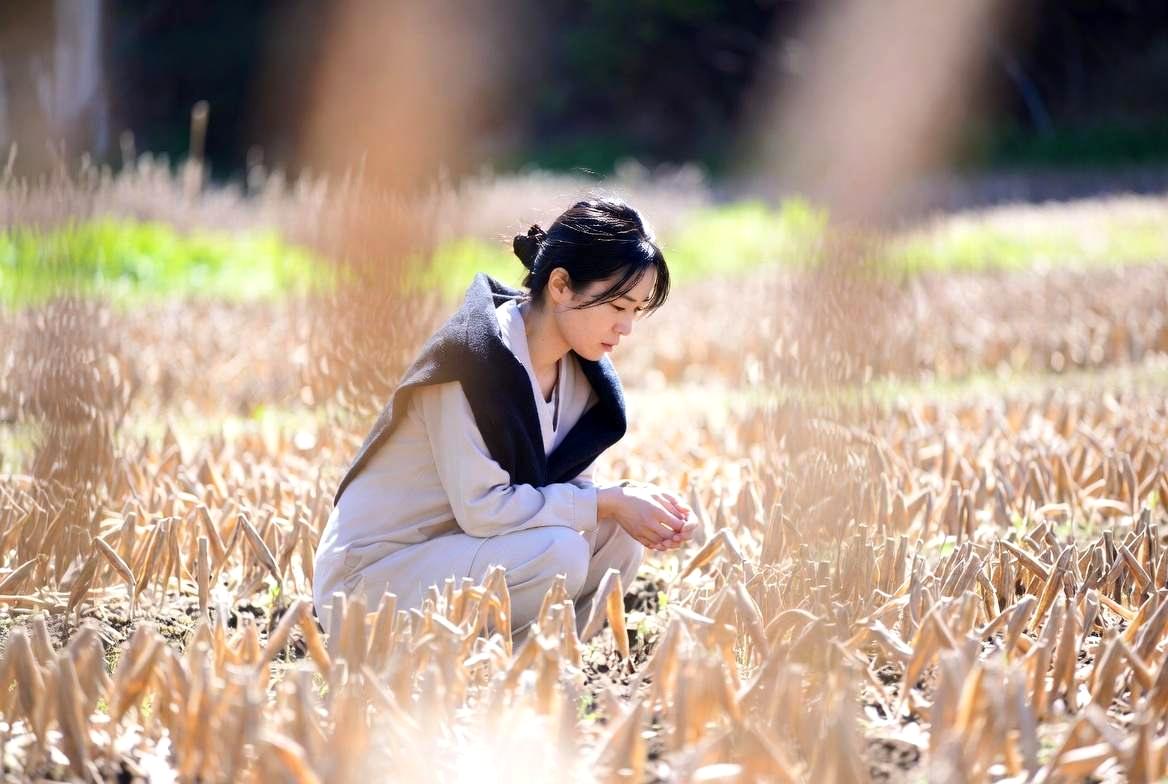 水菜の葉を食べるキスジノミハムシの被害を示すイメージ