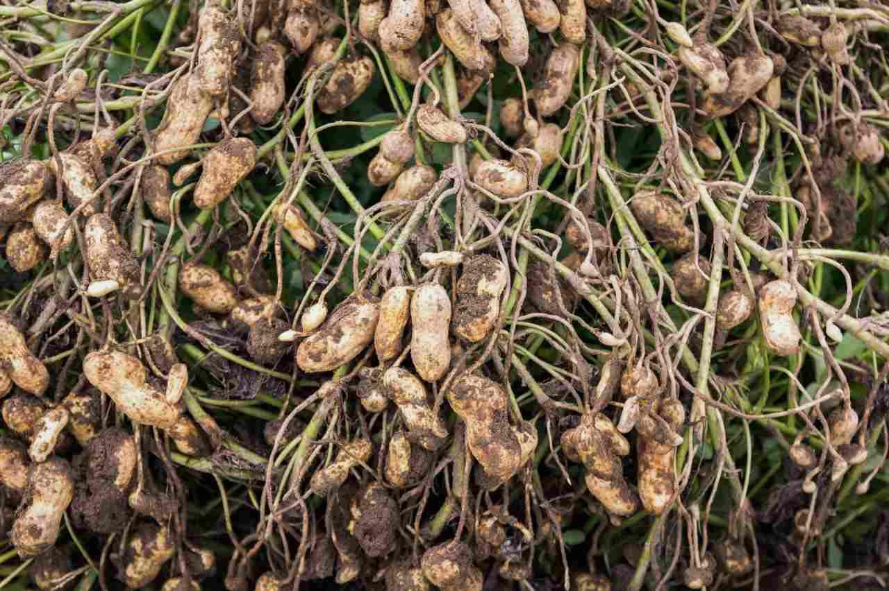 元気に育つえんどう豆の株と家庭菜園の様子