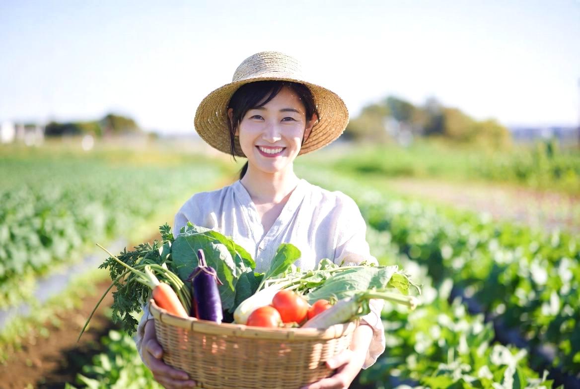 ハウス内で莢が色づき始めたいんげん豆。連続して実をつける健康な樹勢。