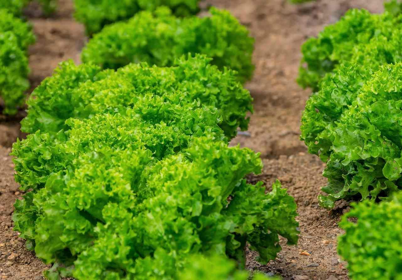 ミニトマトの葉と茎を守る初期防除で赤く実った豊作の収穫バスケット