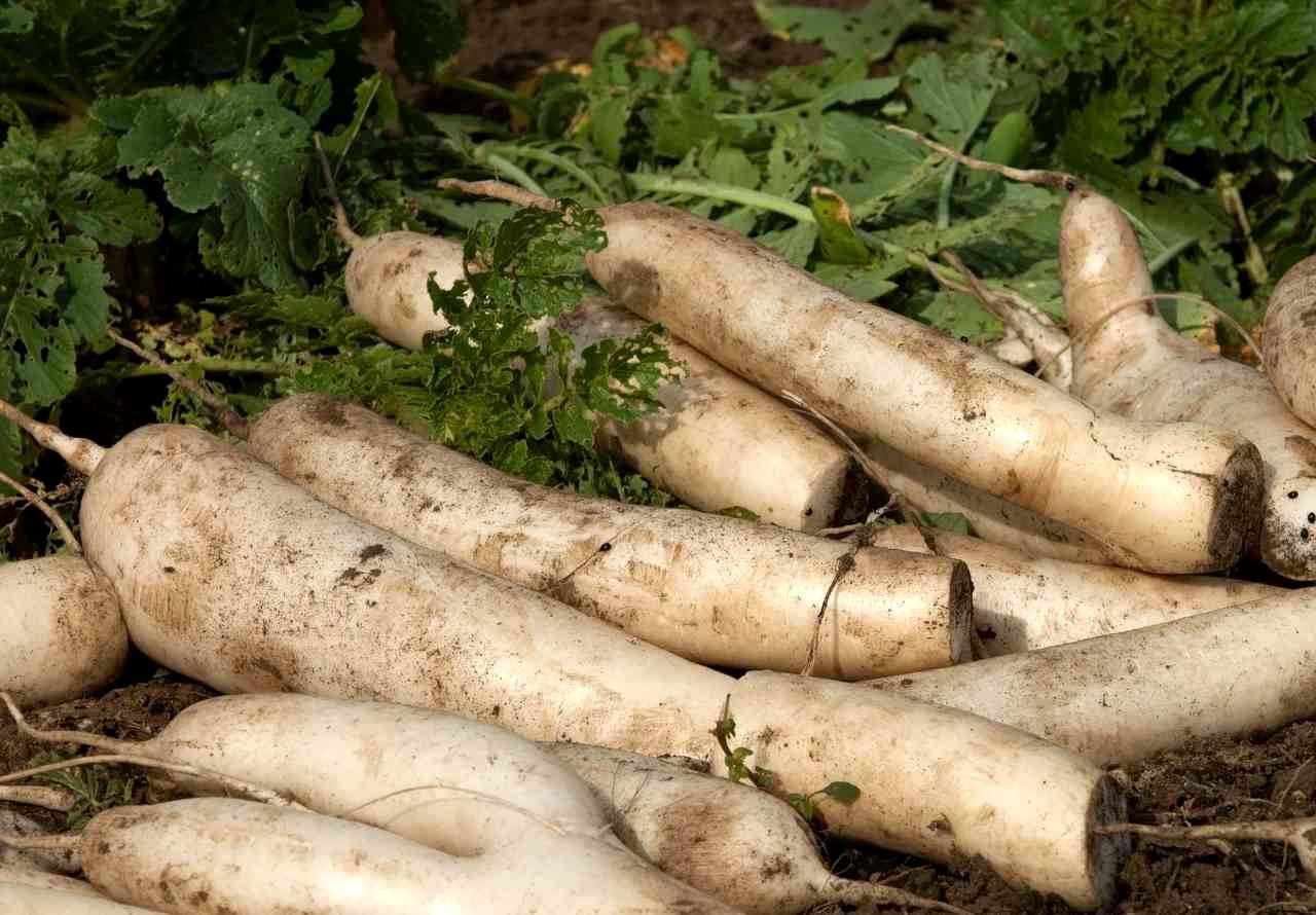 発芽から開花、莢の膨らみまでのえんどう豆の生育過程