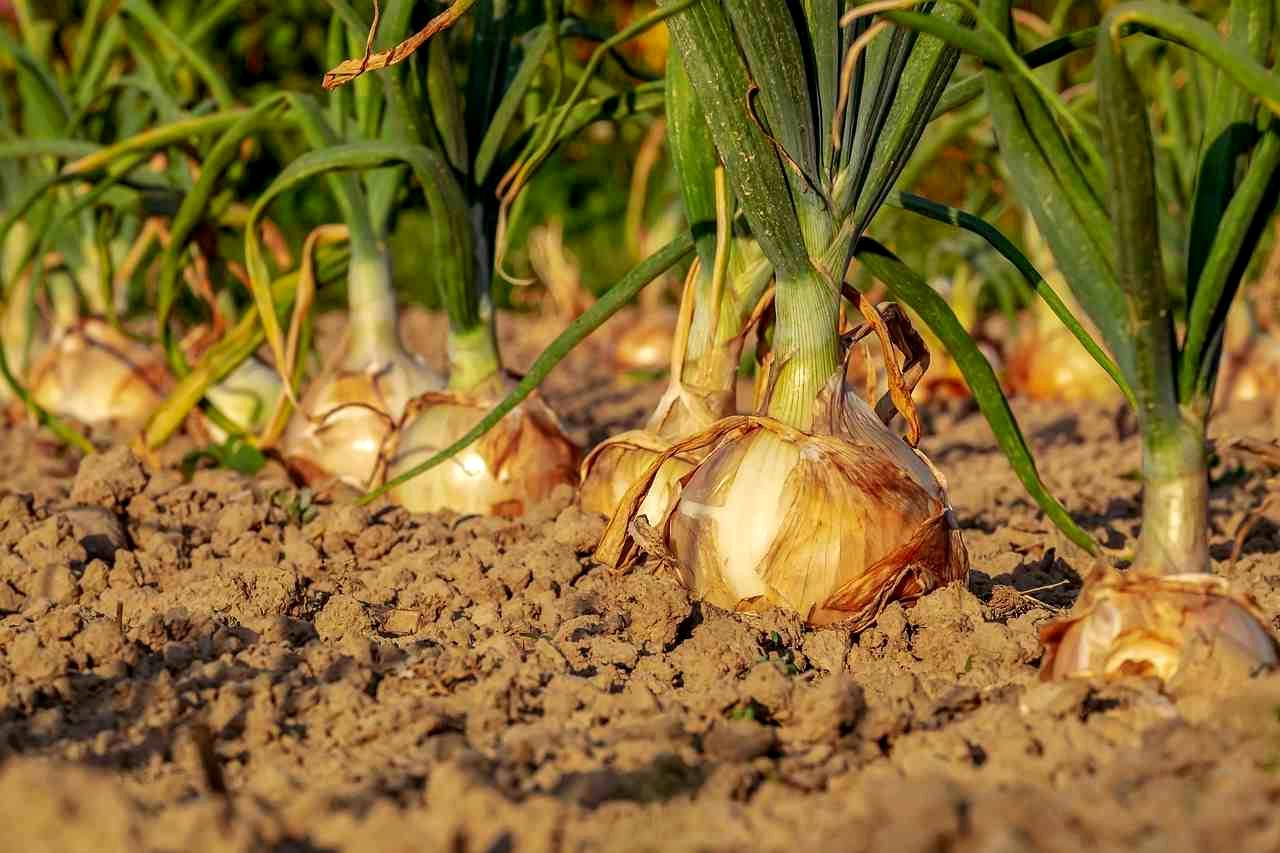 大きく実ったソラマメの莢を手に持つ農家の手