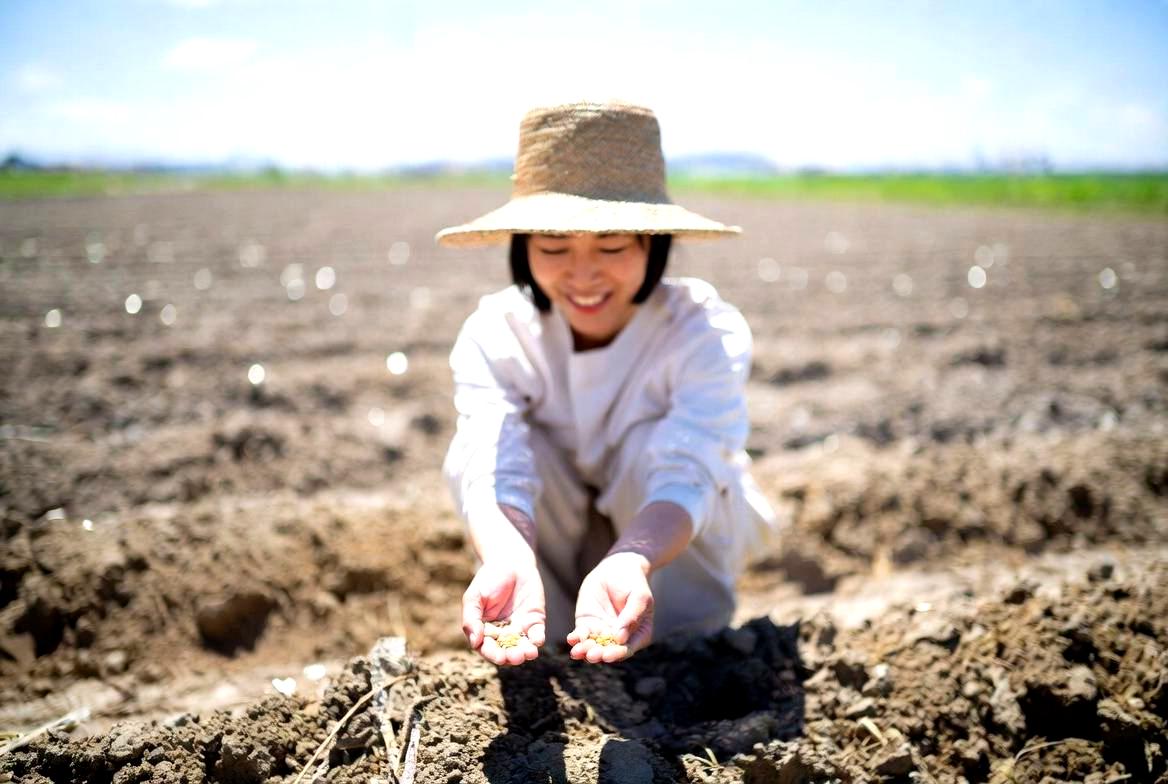 朝露に濡れた家庭菜園の畝で、青々と育った小松菜を収穫する手元