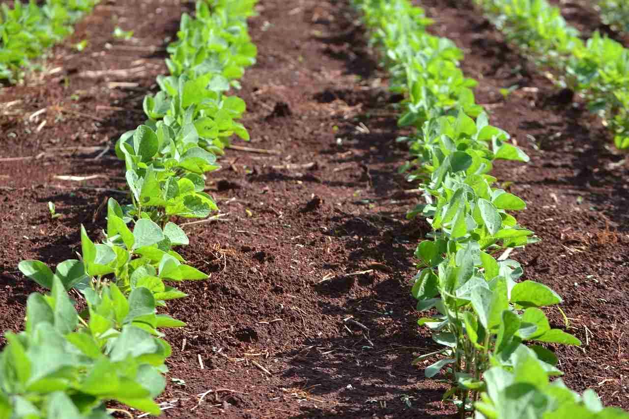 つるなしインゲン用に高畝を立てた準備済みの菜園土壌