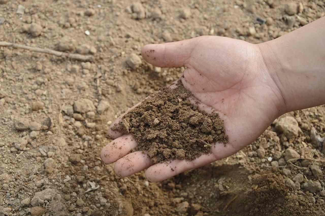 柔らかく耕した白菜栽培用の畑と伸びる根のイメージ