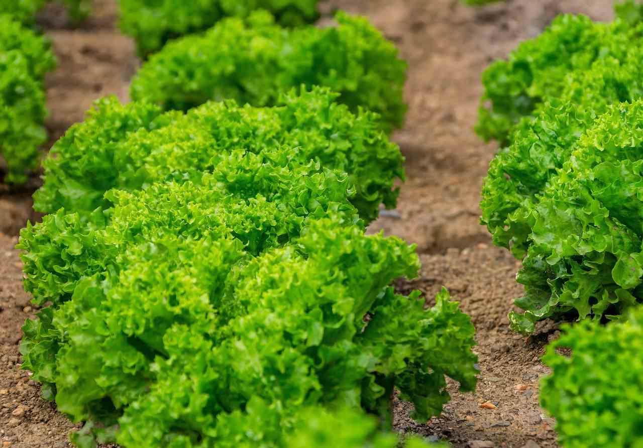 支柱とネットに大きく茂ったヘチマのつると葉、ぶら下がる複数の実がある家庭菜園