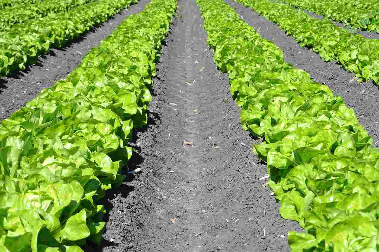 プランターで育てたいんげん豆が青々と茂り、下に実がたくさんついている様子