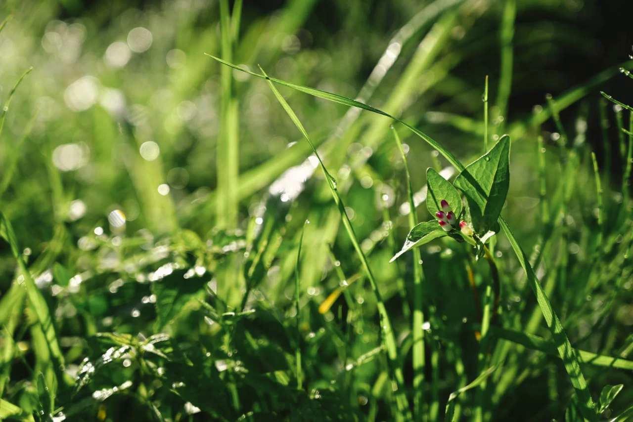 畑の一角にドクダミを植え、他の作物と共存させる様子。雑草から役立つ植物へと見方を変えるイメージ。