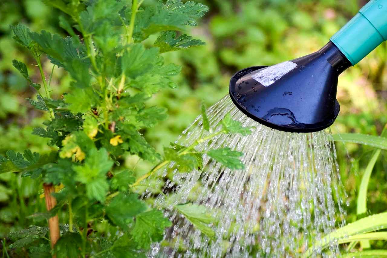 乾燥した土壌に水をやりストレスを受けるオクラのアイキャッチ画像