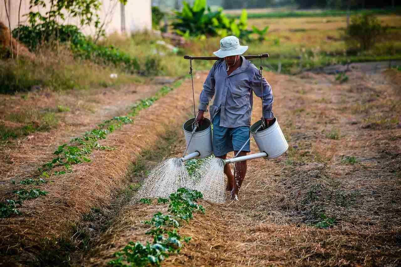 菜園の畝にブロッコリーの苗を定植する様子