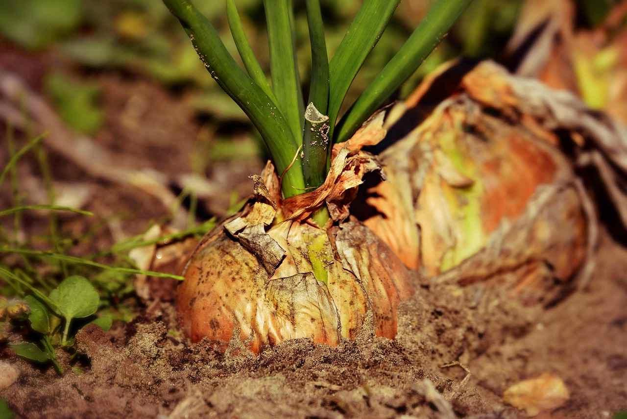 収穫した白菜を新聞紙に包み、冷暗所に立てかけて保存している家庭菜園の風景