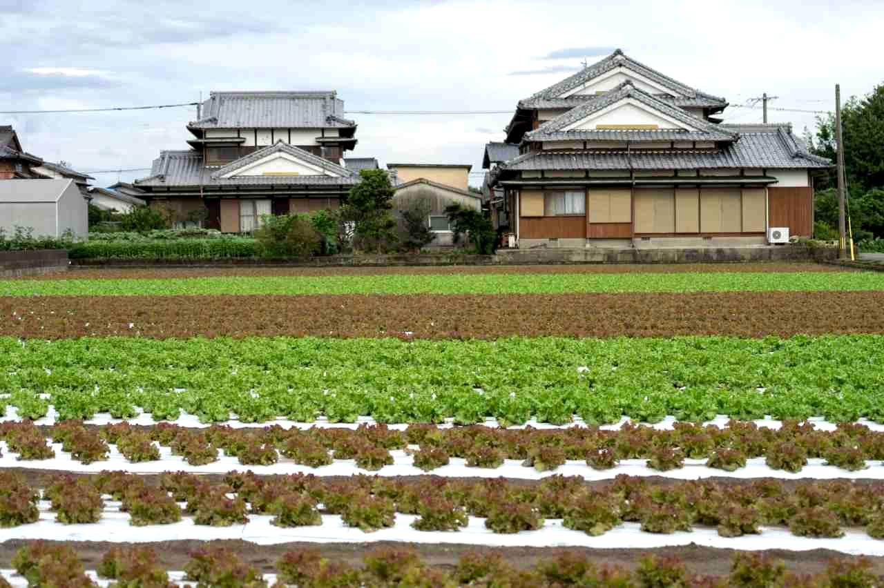 寒冷期の畑でキャベツを防寒資材で保護している様子